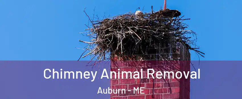  Chimney Animal Removal Auburn - ME