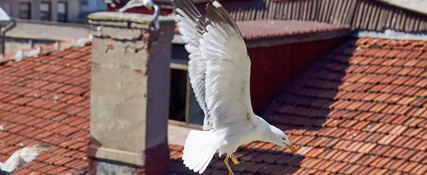 Residential Chimney Animal Removal Solution in Auburn, ME